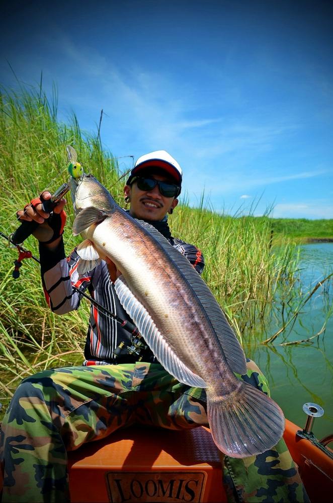  [center]

ชะโดจิบ  << บ่อทราย >> สุดมันส์


[b]Reel : Shimano Antares AR

Rod : Loomis X Ext