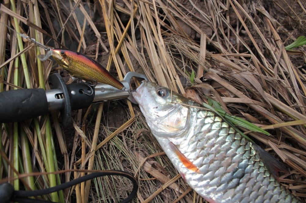 RAPALA SSR ......สีทอง จ๊าบๆๆๆๆๆๆ ครับ  แน่นอน :cheer: :cheer: :cheer: :cheer: :cheer: :cheer: :chee