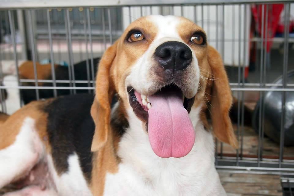 เจ้าตูบตัวที่สอง....

เจ้าตูบ ปาร์ตี้ สุนัขพันธุ์ Beagle 3 สี เพศเมีย ความสูง 13 นิ้ว ลูกแคนาดาแชม