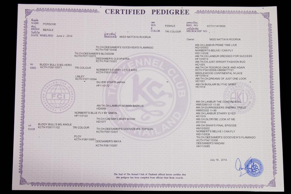 CERTIFIED PEDIGREE เชื้อสาย ที่มาที่ไป ของเจ้าปอร์เช่ ค่ะ ลูกอเมริกาแชมป์ ไทยแชมป์ AM.TH.CH.LANBUR N