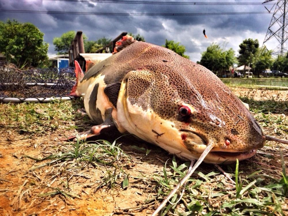 ดูหน้ากันชัดๆ

Red tail catfish จาก อเมซอน

เรดเทล สามารถโตเต็มที่ได้ถึง 1.8 เมตร และหนักถึง 80k