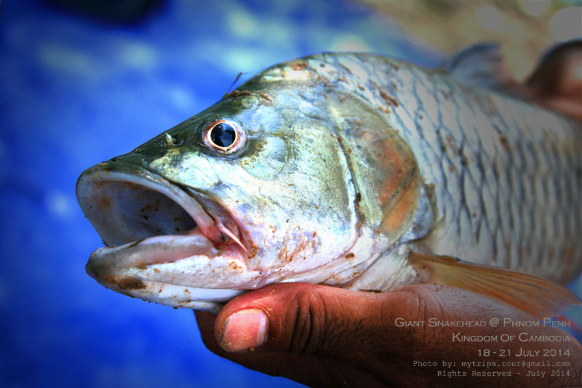 เป็นปลากระสูบไซด์สวยซะด้วย [Subtitle: It was a good size of Jungle Perch]  :love: