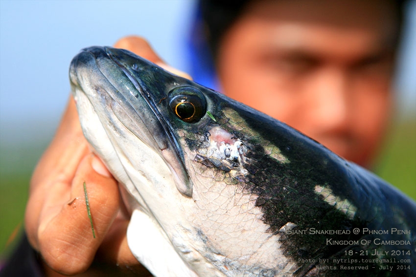 ชะโดที่กัมพูชา [Subtitle: Giant Snakehead at Cambodia]  :ohh: