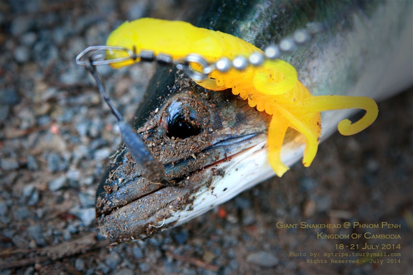 Day 2: Giant Snakehead at Cambodia #1  :cheer: