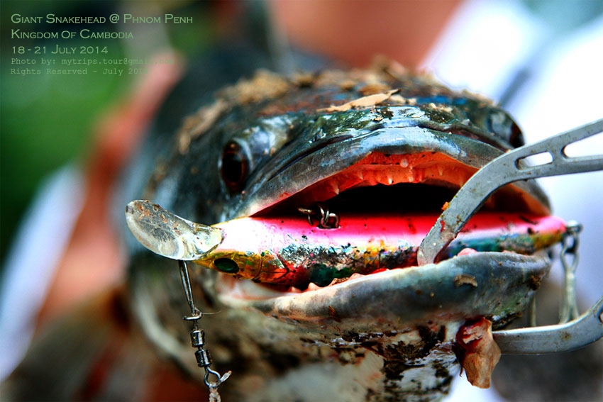 Day 2: Giant Snakehead at Cambodia #2 :cheer: