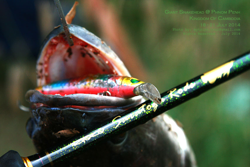 Day 2: Giant Snakehead at Cambodia #4  :cheer: