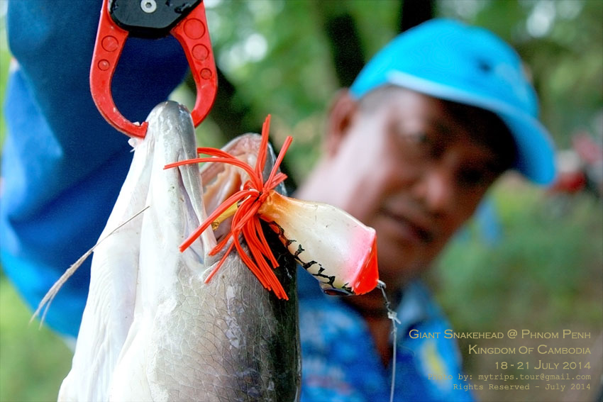 Day 2: Giant Snakehead at Cambodia #6  :cheer: