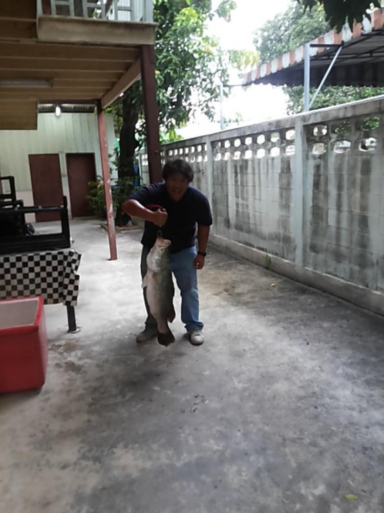 Baramundi Fishing at คลองสวน THA 20/7/14