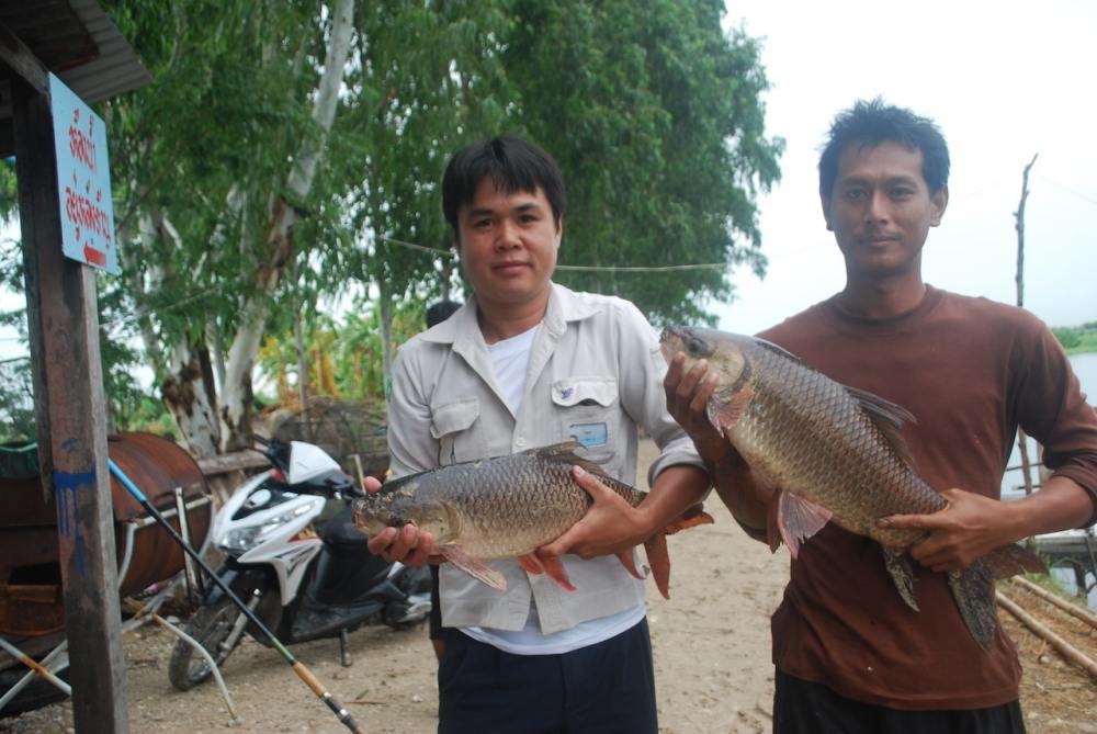 ปลายี่สกใหญ่