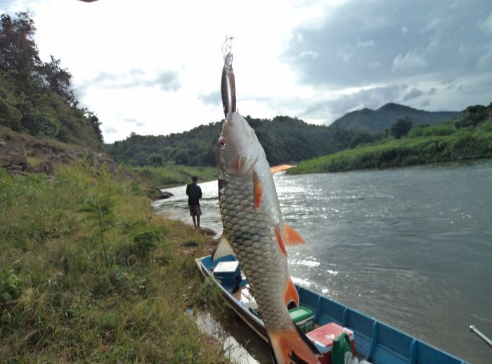 เหมือนเดิมไซส์รับแขก ก็เลยล่องเรือมาจอดแล้วขึ้นมาตีบนฝั่ง ส่งเหยื่อลงไปไม้กี่ไม้ตามกันมาเป็นพรวนเลยไ