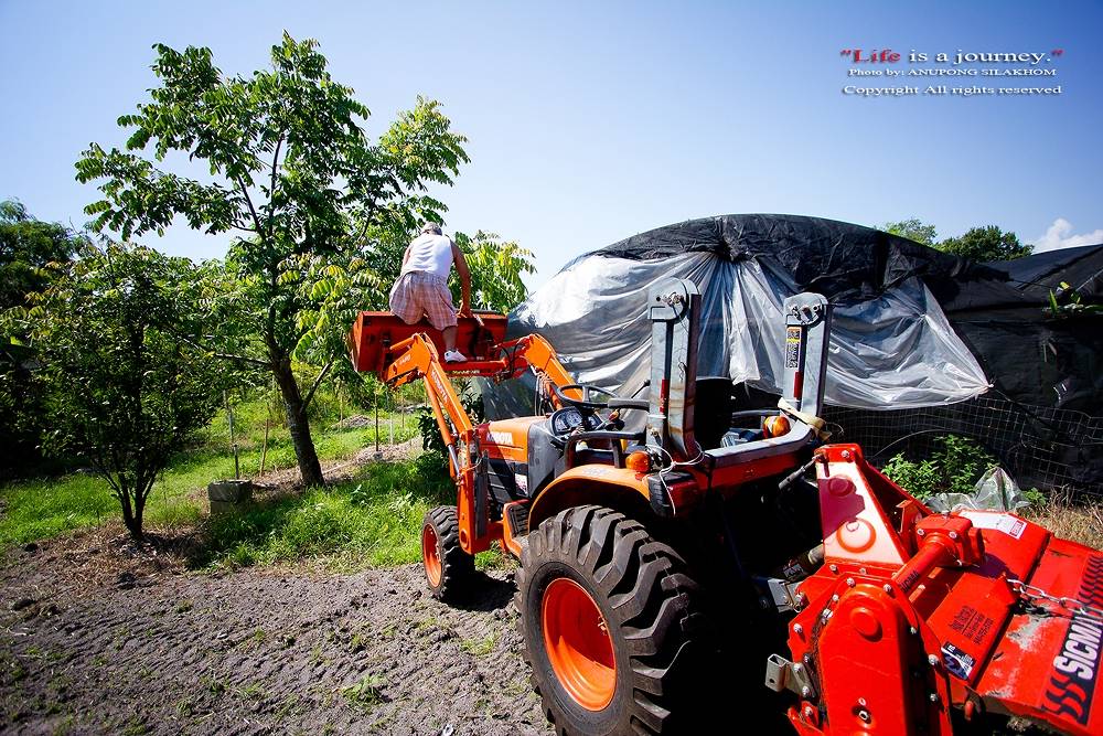 เก็บยอดใบมะกอกมากินกับลาบปลา กระพงแดง (Snapper)
ไม่รู้เรียกถูกหรือเปล่า 
ผักทุกอย่างที่เมืองไทยที่