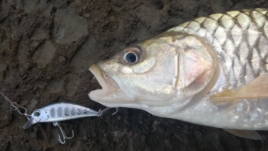 ทำประวัติ - Fishing With DUO Ryuki pareHead45S
ภาพสุดท้ายของเหยื่อตัวนี้  ก่อนจะโดนกดหนัก ๆ เข้าหิน