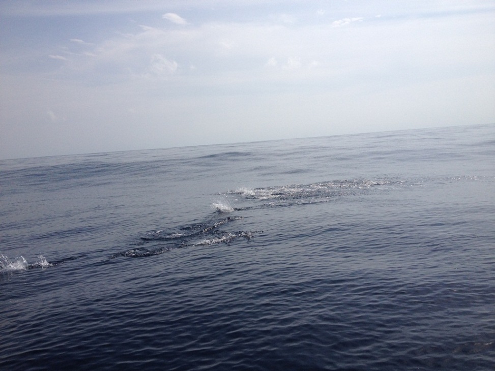 ดูมันมาขึ้นข้างเรือเลย

 :cheer: :cheer: