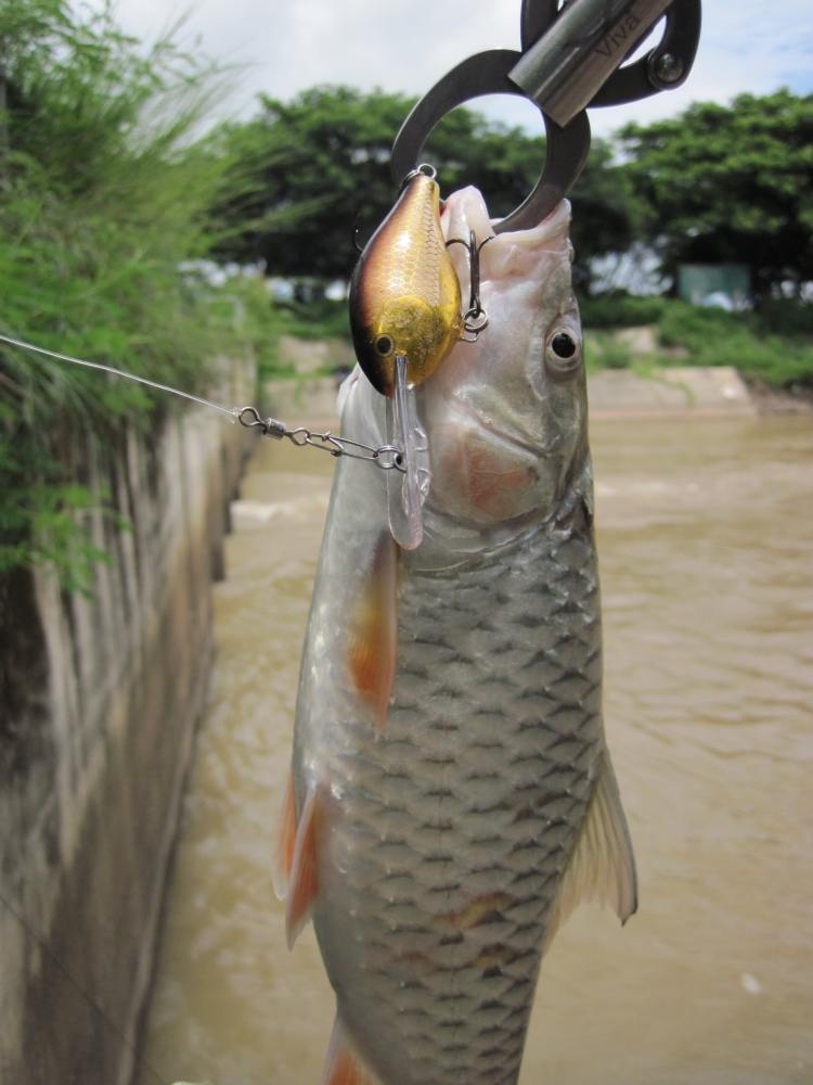             :grin: :grin: :grin:  [b]ตัวเล็กกับ RAPALA  RISTO 5 cm[/b]  :grin: :grin: