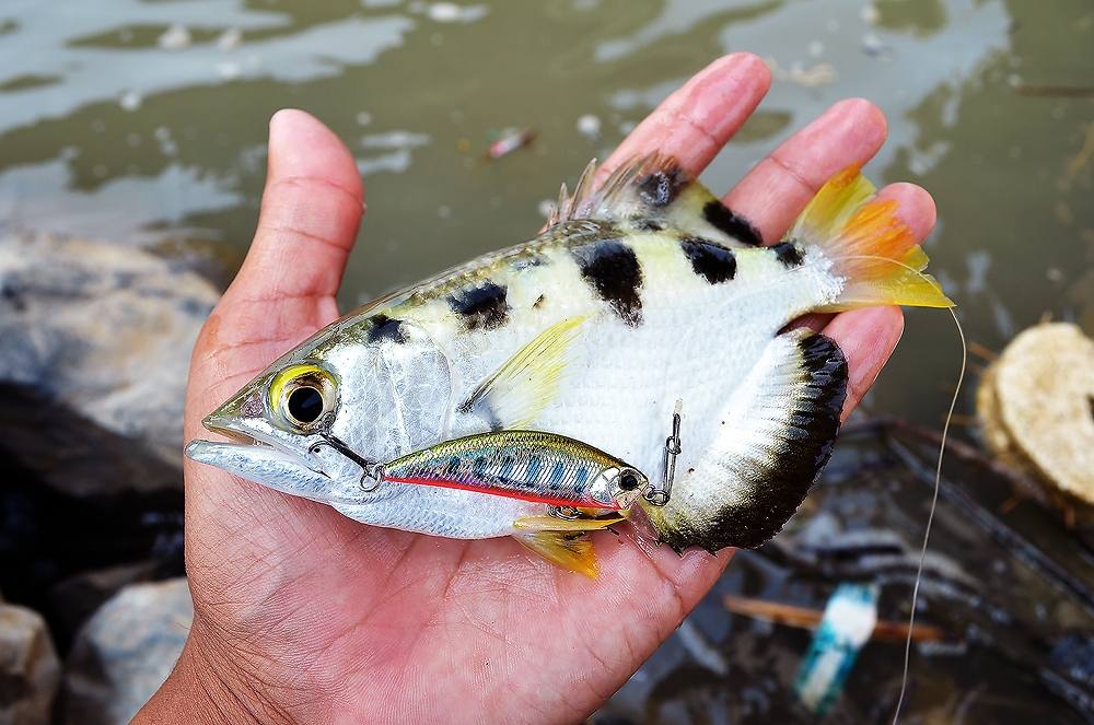 [center]


Fish :[b] ปลาเสือพ่นน้ำ ( Archer fish) [/b]

Lure :  [b]DUO DUO SpearHead Ryuki [/b]