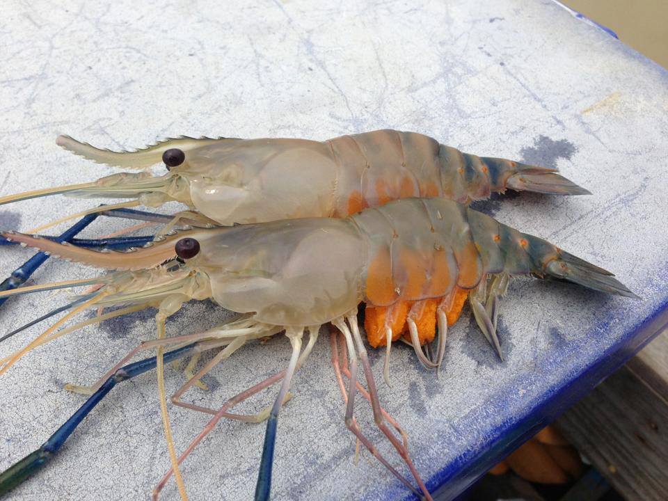 กุ้งเพศเมีย