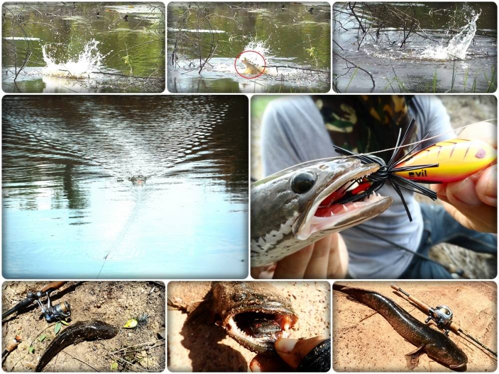 นั ก ล่ า............ลุ่ ม น้ำ จื ด......<< Striped snakehead fish & Topwater >>