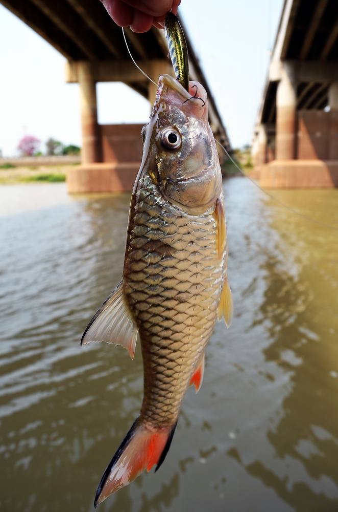  [center]


Fish : [b] ปลากระสูบขีด  Hampala barb[/b]  :umh:


 :heart: :heart: :heart: :heart