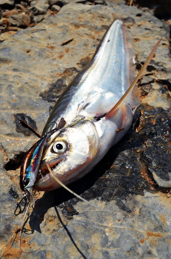  [center]


 Fish :  [b]ปลาเบี้ยว หรือ ปลาคางเบือน ( Twisted-jaw catfish, Twisted-jaw sheatfish)[