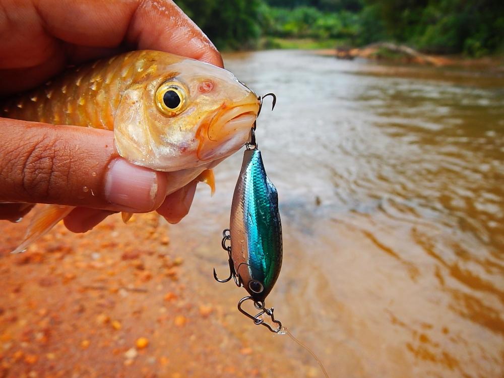 
 [center] [b]Lure : Tackle House - SHORES Sinking Pool Shad 41mm 4g[/b][/center]

