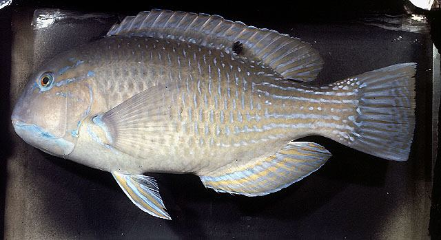 ปลาแก้วกู่
Choerodon schoenleinii  (Valenciennes, 1839)	
 Blackspot tuskfish 
ขนาด 100cm
พบอาศัย