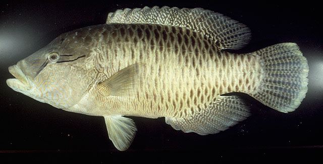 ปลานกขุนทองหัวโหนก
Cheilinus undulatus  Rüppell,  1835	
 Humphead wrasse 
ขนาด 100-200cm
พบตามแน