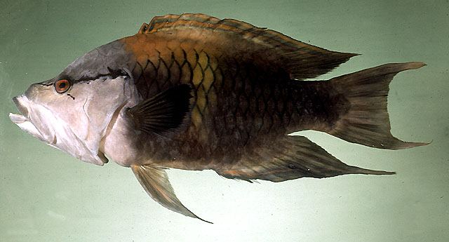 ปลานกขุนทองปากยื่น
Epibulus insidiator  (Pallas, 1770)	
 Sling-jaw wrasse
ขนาด 50cm
พบตามแนวปะกา