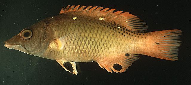ปลานกขุนทองหน้าหมูตัวแดง
Bodianus diana  (Lacepède, 1801)	
 Diana's hogfishขนาด 16cm
พบตามแนวปะก