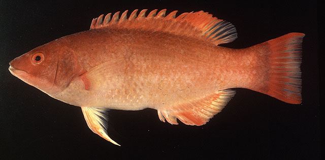 ปลานกขุนทองหน้าหมูอ่าวเบงกอล
Bodianus neilli  (Day, 1867)	
 Bay of Bengal hogfish 
ขนาด 20cm
พบต