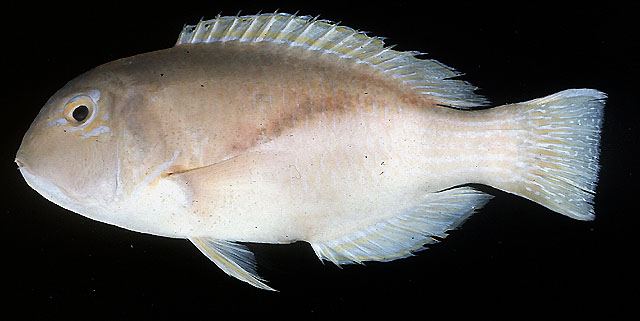 ปลากู่ตัวแดง
Choerodon robustus  (Günther, 1862)	
 Robust tuskfish ขนาด 35cm
พบตามกองหินใต้น้ำจนถ