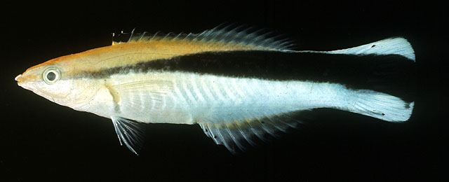 ปลาพยาบาล
Labroides dimidiatus  (Valenciennes, 1839)	
 Bluestreak cleaner wrasse ขนาด 15cm
พบทั่ว