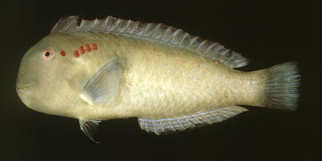 ปลามีดโกน
Iniistius pentadactylus  (Linnaeus, 1758)	
 Fivefinger wrasse 
ขนาด 25cm