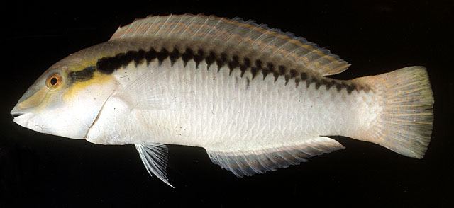 ปลานกขุนทองข้างแถบ
Halichoeres scapularis  (Bennett, 1832)	
 Zigzag wrasse 
ขนาด 25cm
พบตามแนวปะ