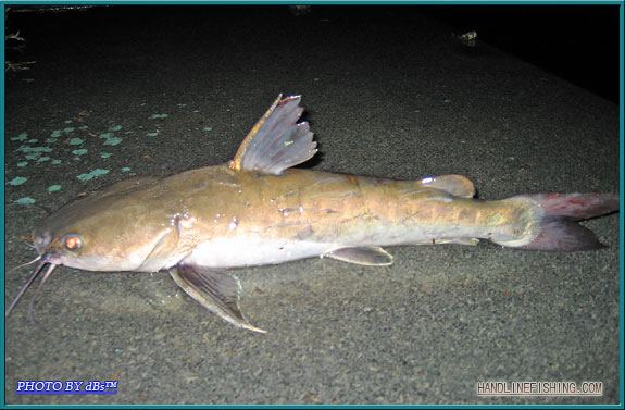 
ปลากดขี้ลิง
Hexanematichthys sagor  (Hamilton, 1822)  
 Sagor catfish  
ขนาด 50 cm