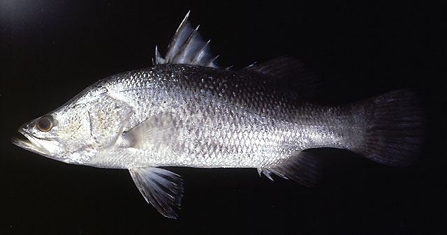 ปลากะพงขาว
Lates calcarifer 
