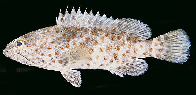 ปลาเก๋าจุดส้ม
Epinephelus coioides.  