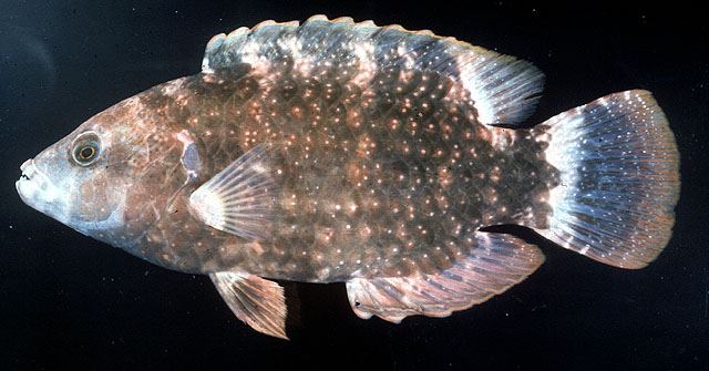 ปลานกขุนทองแดง
Cheilinus chlorourus  (Bloch, 1791)	
 Floral wrasse 
ขนาด 40cm
พบตามแนวปะการัง แล