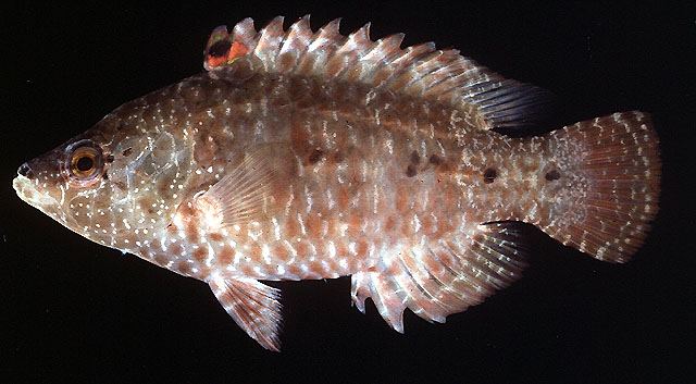 ปลานกขุนทองลายจุด
Cheilinus oxycephalus  Bleeker,  1853	
 Snooty wrasse ขนาด 20cm
พบตามแนวปะการัง