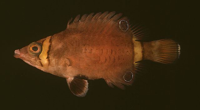 ปลานกขุนทองหัวยาว
Wetmorella nigropinnata  (Seale, 1901)	
 Sharpnose wrasse 
ขนาด 10cm
ไม่มีข้อม