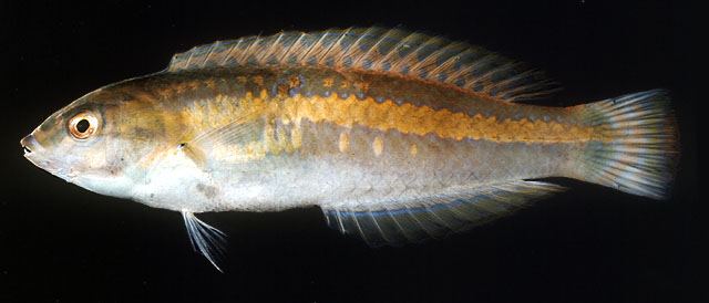 ปลานกขุนทองลายทอง
Halichoeres zeylonicus  (Bennett, 1833)	
 Goldstripe wrasse ขนาด 20cm
พบตามหมู่