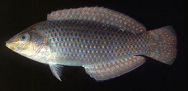 ปลานกขุนทองจุด
Halichoeres argus  (Bloch & Schneider, 1801)	
 Argus wrasse ขนาด 10cm
พบตามแนวปะกา