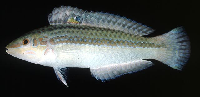 ปลานกขุนทองแถบสองจุด
Halichoeres bicolor  (Bloch & Schneider, 1801)	
 Pearly-spotted wrasse 
ขนาด