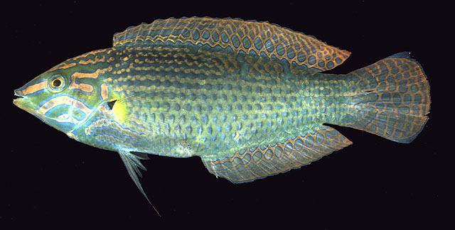 ปลานกขุนทองเขียวหลังขีด
Halichoeres vrolikii  (Bleeker, 1855)	
 Indian Ocean pinstriped wrasse	
ข