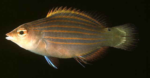 ปลานกขุนทองหกเส้น
Pseudocheilinus hexataenia  (Bleeker, 1857)	
 Sixline wrasse ขนาด 10cm
พบตามแนว