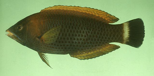 ปลานกขุนทองฟันสิ่ว
Pseudodax moluccanus  (Valenciennes, 1840)	
 Chiseltooth wrasseขนาด 30cm