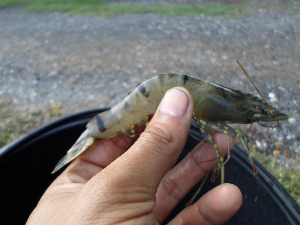 กุ้งกุลาดำก็มีหลงมาด้วยคับแต่ตัวยังไม่โตคับ ถ้าเป็นสมัยเด็กๆๆนะคับน้าปิดคลองทีนึงได้เพียบคับปลากระบอ