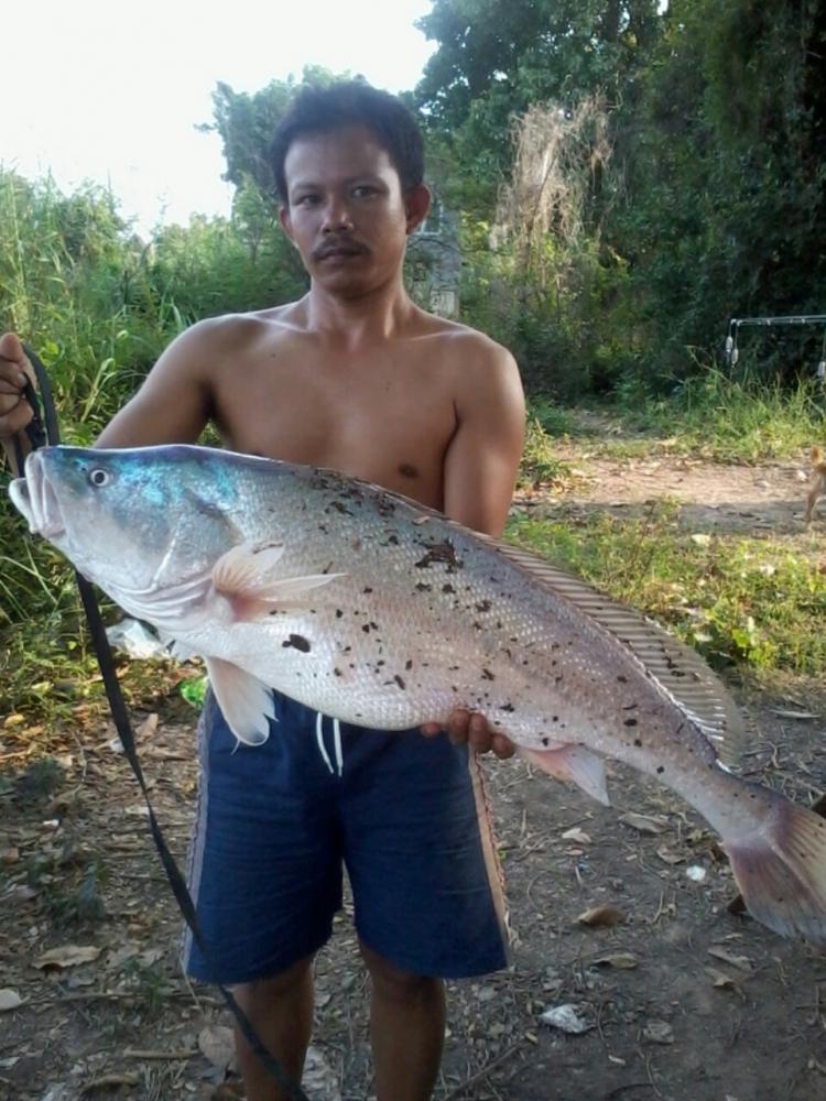 รวมภาพ ของอาจารณ์ กุ้งบางบาล :love: