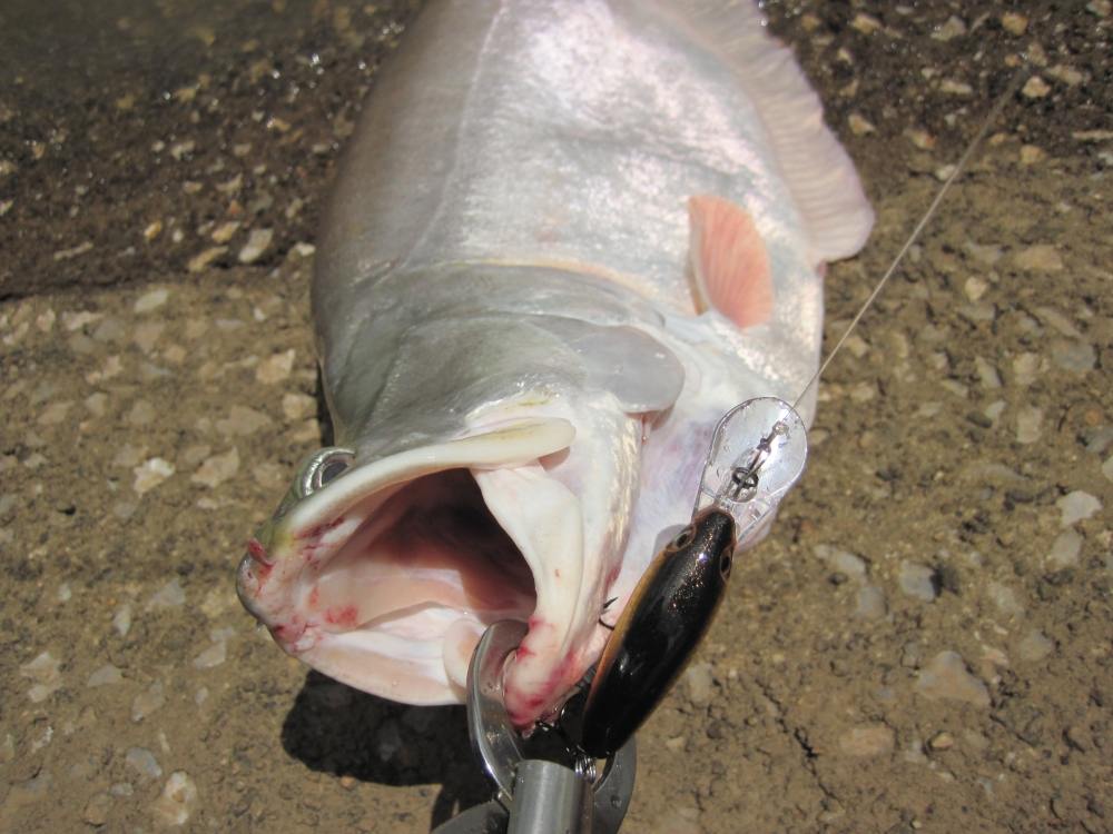                                      :blush: :blush: :blush:    [b]อยู่ละ[/b]   :grin: :grin: :grin: