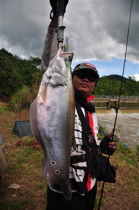                     :love: :love: :love:     [b]กับ   RAPALA  MAXRAP  FATSHAD   ครับ[/b]  :love: :lo
