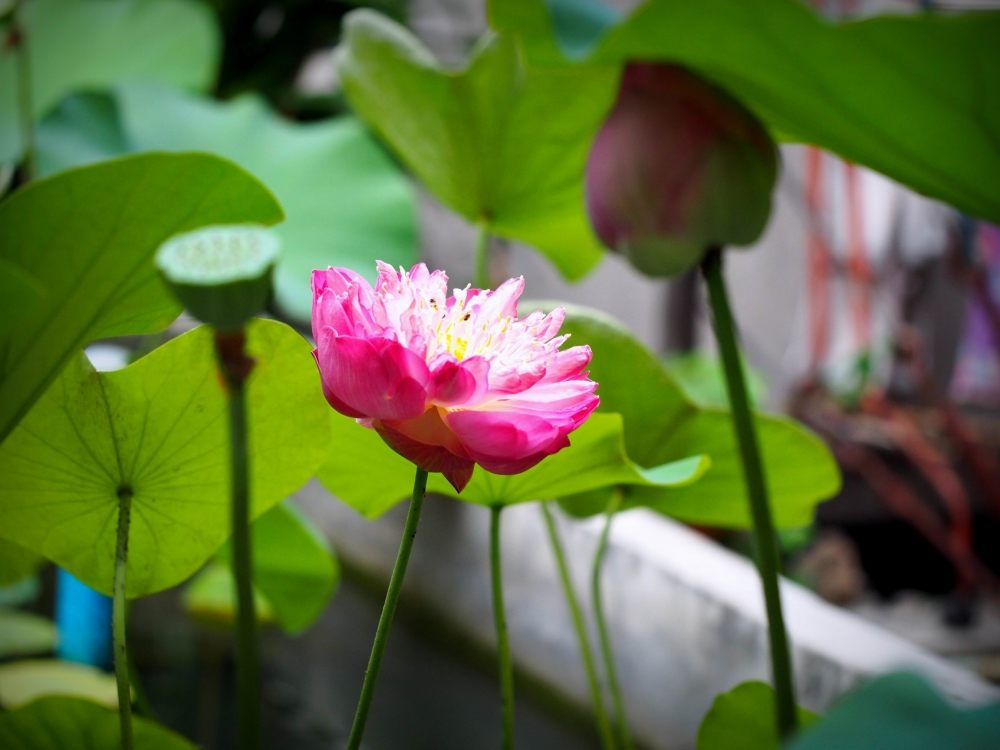 [q][i]อ้างถึง: BULINO posted: 15 ก.ย. 57, 01:37[/i]

+1 ตามเชียร์ครับน้าๆ
 :cheer: :cheer: :cheer
